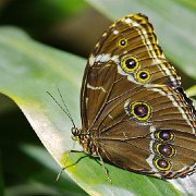 Q3C4623 - Version 2  JAH-13-613